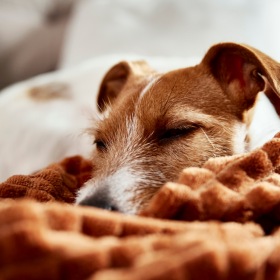 We welcome all your furry friends We welcome all your furry friends